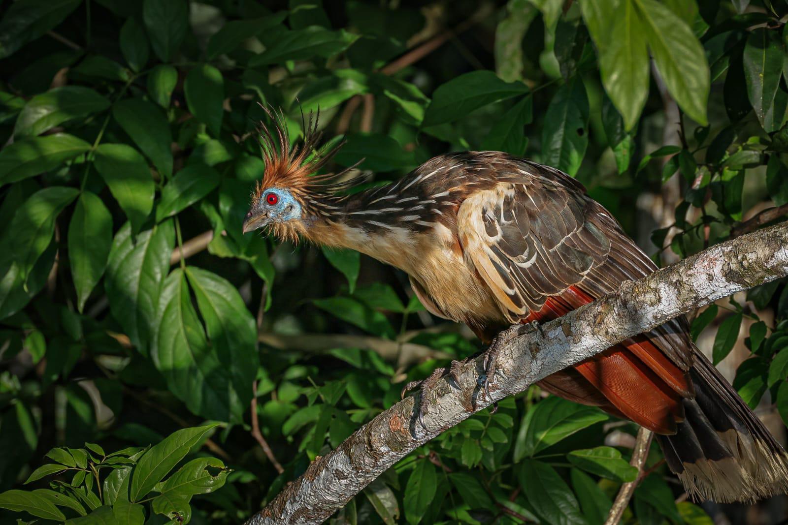paisajecuyabeno (2)